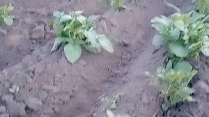 Окучивание картошки. Мотоблок FORTE 10 л.с.