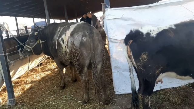 ШоК болдым? малбазар Маловодный арзан Алматы 06.02.22