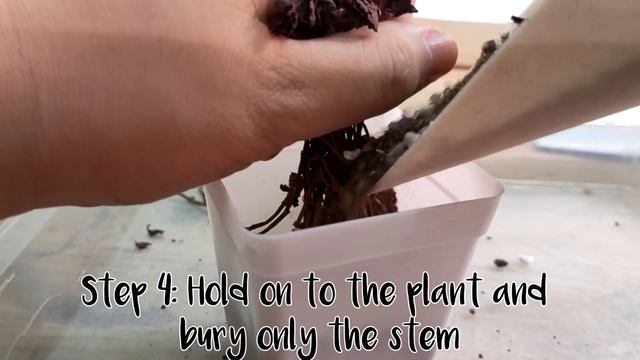 How to pot sedum spurium 'dragon's blood' смотреть онлайн