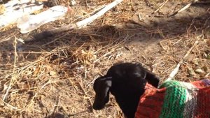 Свитер для таксы