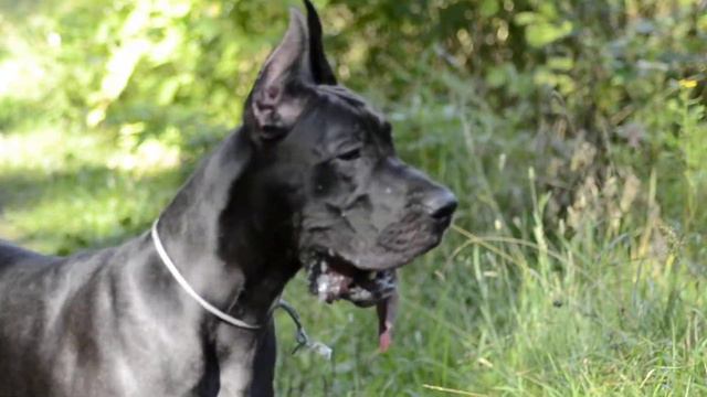 Дог Немецкий смотреть онлайн