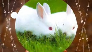 Самые красивые животные  в мире