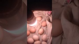 Инкубатор из коробки часть 2.