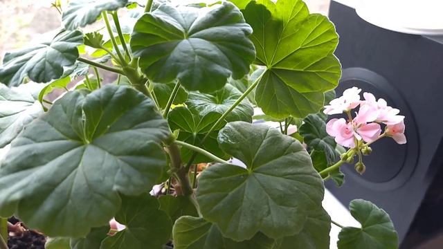 Цветущие комнатные растения/Зефирантес/ Выскочка/Расцвел Зефирантес/Цветущие Комнатные цветы.