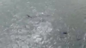 Кормление сомов в р. Припять