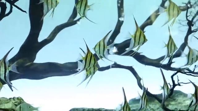 Скалярия. Angelfish. Большой красивый аквариум