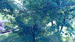 Первая обработка после цветения. Виноград, сад, огород, после града.