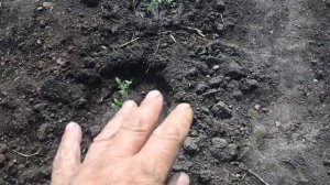 Томат Петруша огородник ленивым способом Посадил и забыл.