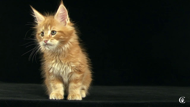 Котенок мейн-кун, окрас красный мраморный, Oskar Grey Claw`s в 9 недель http://coonplanet.ru/