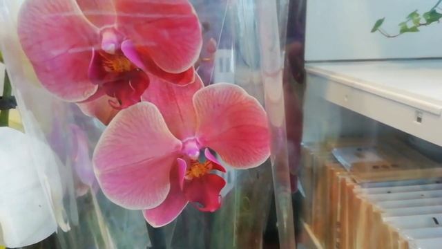 Манхэттен, Голден бьюти, Салинас и другие орхидеи с названиями в ИКЕА г. Омск. смотреть онлайн