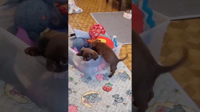 Девочки породы пти брабансон! сестрëнки! мини и стандартного окраса. смотреть онлайн