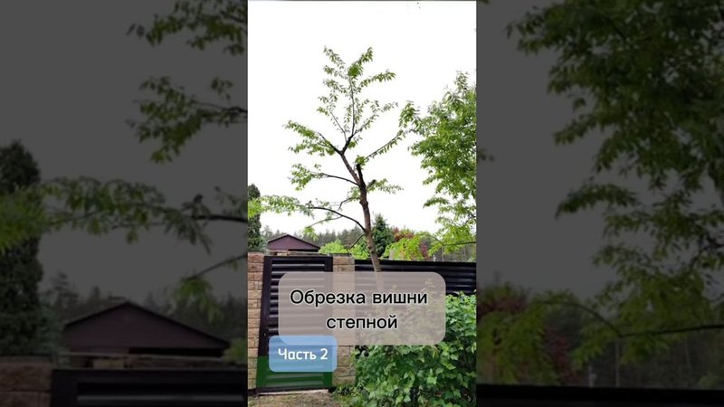 Обрезка вишни степной. Часть 2.
