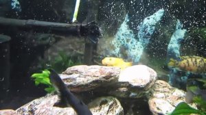 Гиринохейлус условия содержания.