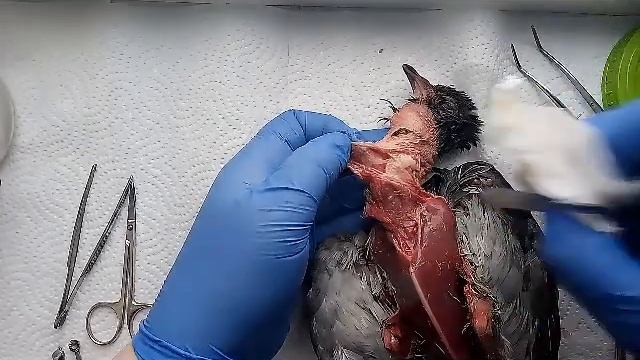 Гуль- генерализованный трихомоноз, обоснована ли эвтаназия смотреть онлайн