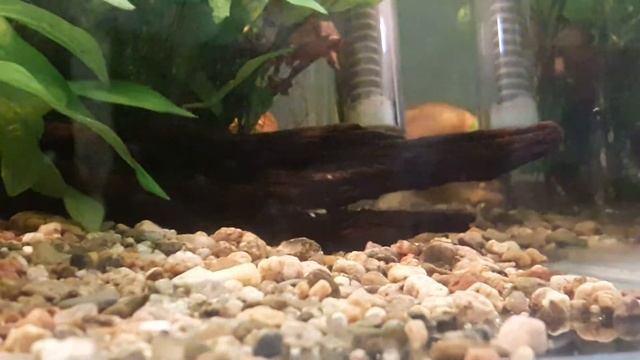 rasbora espei with fry ... смотреть онлайн