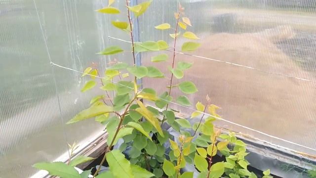 Виноград - ? Молдовы на ДВ, цветение гроздей. смотреть онлайн