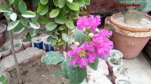 Gul e Fanoos plant / lagerstroemia plantPlant Care || Crape Myrtle Plant