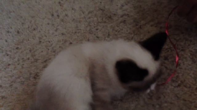 Grumpy Cat Playing! смотреть онлайн