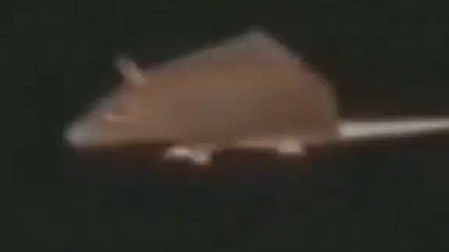 Крыса крутится смотреть онлайн