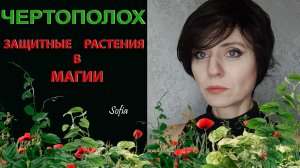 Чертополох.