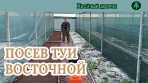 Посев семян туи восточной книжка в открытый грунт питомник "Хвойный дворик"