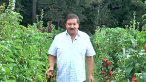 Колонновидные яблони.ООО"Опытно-селекционный питомник".