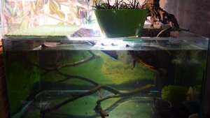 Основы содержания красноухих черепах, часть 1