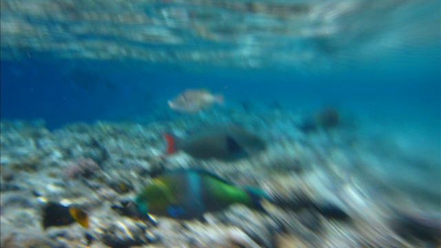 Подводный мир Красного моря!Как в аквариуме!