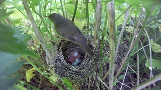 Первый день кукушонка. Особые приметы|Ку-ку #5 смотреть онлайн