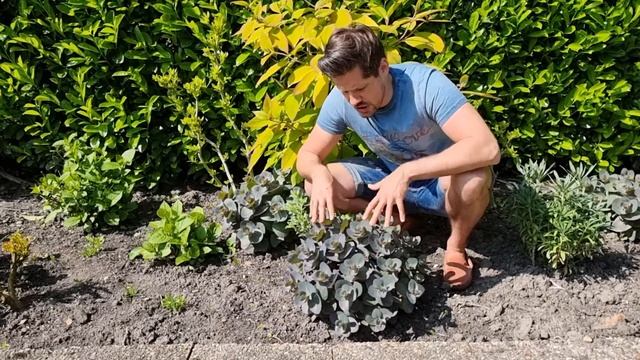 Amazing 5-year-old Sedum Blue Pearl on trial in Peter's garden смотреть онлайн
