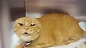 Very Angry Cat