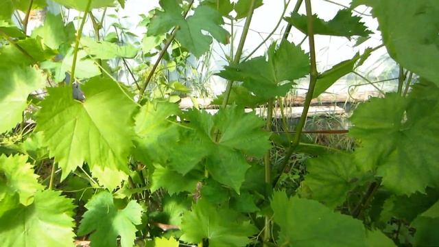 Виноград. Пасынкование винограда в теплице.Цветение столовых сортов винограда.
