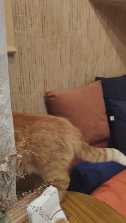 Чуть-чуть — не считается, или хитрый кот Филя