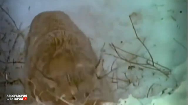 Голодная Пума Встретила Огромного Медведя! Вот Что Было Дальше... смотреть онлайн