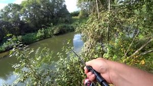 НА ПРОСТУЮ БЛЕСНУ В ЗАРОСШЕЙ РЕКЕ! ЩУКА ПРЁТ В ТРАВУ! Рыбалка на спиннинг! Ловля на блесну!