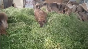 Ура!!! Лето!!!Море позитива впереди / Приют для собак г Ефремов