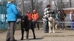 Выставка среднеазиатских овчарок ранга ПК, г. Дмитров (25.04.2015 г.)