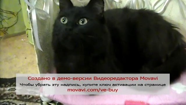 Интересные факты от Мошенции. Зачем мыть кошку ? смотреть онлайн