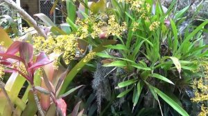 Как Онцидиум Растет На Дереве. Уход. Oncidium On Tree. Oncidium sphacelatum.
