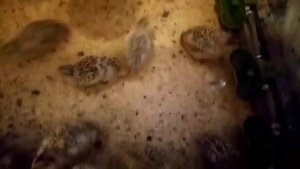 Содержание перепелов на опилках. Корм для  перепелов. #папанадаче