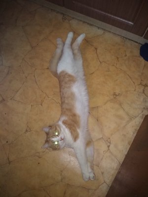 Котики они такие для настроения