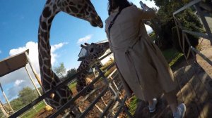 Giraffes in Pafos Zoo ??