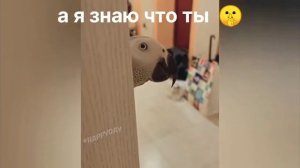 а я знаю что ты #мем #мемы#маинкрафт #рек