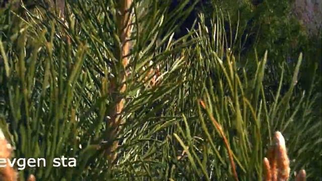 Бабушка научила. Почки сосны. Полезные советы смотреть онлайн