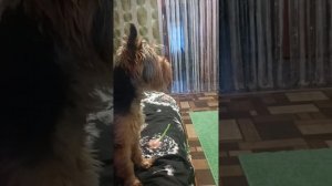 Йоркширский терьер Тося смотрит телевизор)