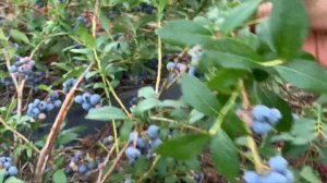 ЖИЗНЬ в ГЛУХОЙ ДЕРЕВНЕ. БЕЛАРУСЬ  ГОЛУБИКА ОБЗОР сорт ПАТРИОТ