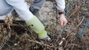 Видео журнал «Сады в отличной форме №15» Мастер-класс по обрезке роз. Часть 1