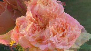 Rose Country Louise