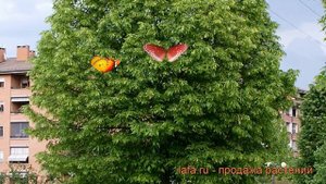 Липа мелколистная (tilia cordata) ? мелколистная липа обзор: как сажать, саженцы, крупномеры липы