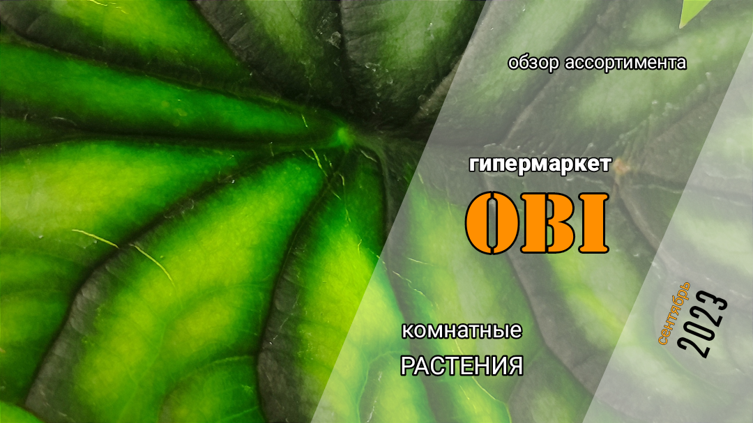 Обзор ассортимента комнатных растений в гипермаркете ОБИ Боровское. Сентябрь 2023.
_________________